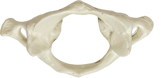 Atlaswirbel
